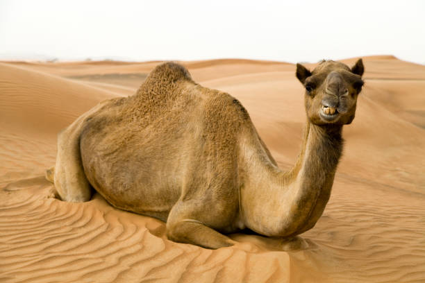 Les Seigneurs des Sables